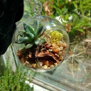 Globe Succulent (unidentified)