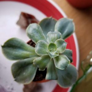 Echveria ? Saw her in Cvs - no sun, had brown spots all over. One of my first plants. Less brown spots and much greener.