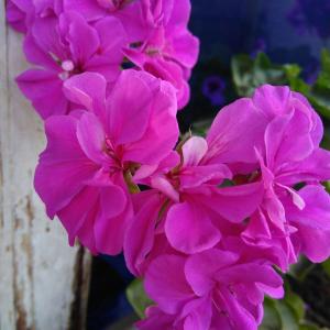 我新添加了一棵“垂吊天竺葵紫玫瑰”到我的“花园”