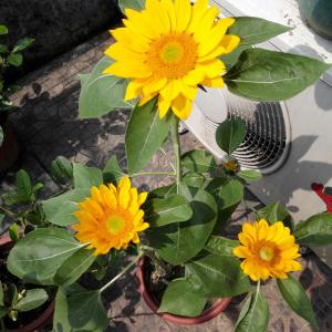 我新添加了一棵“向日葵”到我的“花园”