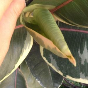 ficus elastica variegata