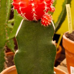 Name: Red Cap Cactus
Latin: Gymnocalycium mihanovichii
Origin: South America
Plant height: 10 - 20 cm
Reproduction:  #Layering  
Difficulty level:  #Easy  
Tags:  #SouthAmerica   #Gymnocalyciummihanovichii  

