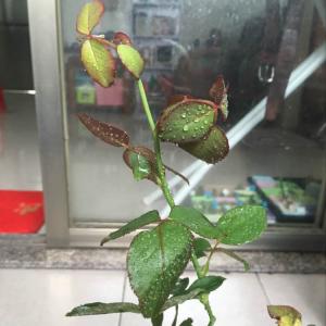 DUANG!我新添加了一棵“玫瑰&糖果”到我的“花园”，这是它的第一篇成长志,还请花友们多多关照噢！