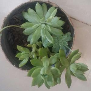 succulent