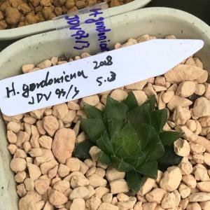 我新添加了一棵“H.gordonicna JDV93/3”到我的“花园”