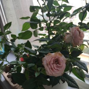 我新添加了一棵“小玫瑰花”到我的“花园”