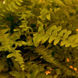 Name: Lemon Button Fern
Latin: Nephrolepis cordifolia
Origin: Asia
Plant height: 50 - 200 cm
Reproduction:  #Division  
Difficulty level:  #Medium  
Tags:  #Asia   #Nephrolepiscordifolia  

