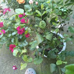 我新添加了一棵“茉莉花”到我的“花园”