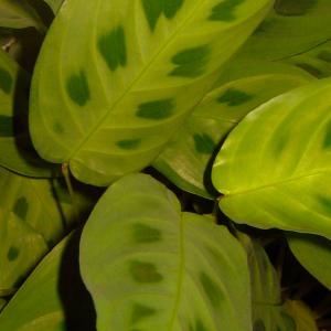 Name: Prayer plant
Latin: Maranta leuconeura
Origin: South America
Plant height: 20 - 30 cm
Reproduction:  #Stems  
Difficulty level:  #Medium  
Tags:  #SouthAmerica   #Marantaleuconeura  

