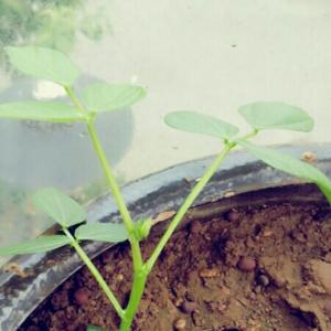 我新添加了一棵“绿豆苗”到我的“花园”