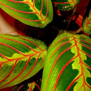 Name: Maratnta Tricolor
Latin: Maranta leuconeura tricolor
Origin: South America
Plant height: 20 - 30 cm
Reproduction:  #Stems  
Difficulty level:  #Medium  
Tags:  #SouthAmerica   #Marantaleuconeuratricolor  

