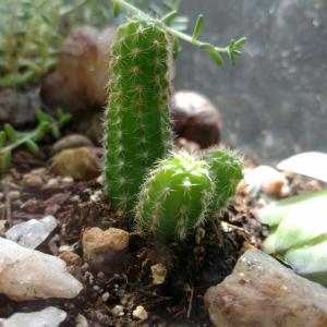 Cactus 😏