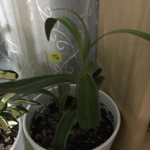 제가 새로운 식물 “칼라부자란 번식01”한 그루를 나의 “화원”에 옴겼어요. 