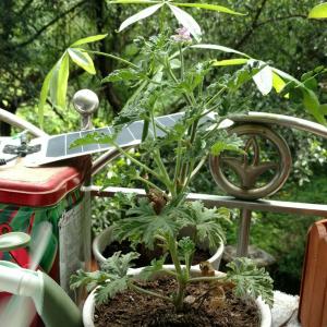 我新添加了一棵“驱蚊草左盆”到我的“花园”