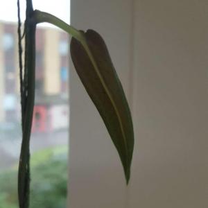 nytt blad bakom gardinen ca 5 cm