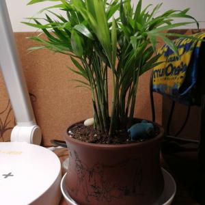 我新添加了一棵“夏威夷椰子”到我的“花园”
