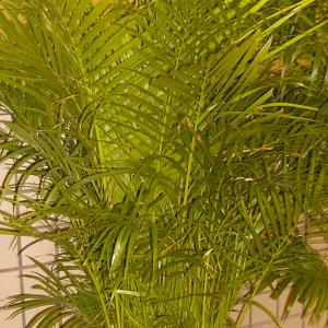 Name: Areca Palm
Latin: Chrysalidocarpus lutescens
Origin: Africa
Plant height: 100 - 180 cm
Reproduction:  #Layering  
Difficulty level:  #Medium  
Tags:  #Africa   #Chrysalidocarpuslutescens  

