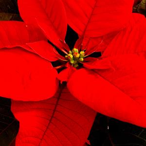 Poinsettia / Christmas Star