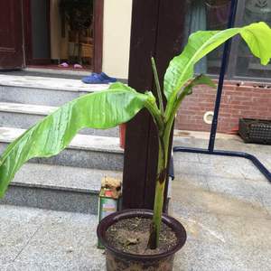 我新添加了一棵“芭蕉树”到我的“花园”
