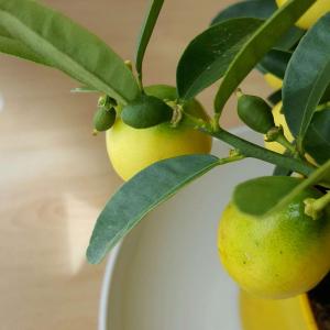 How green the lemons used to be and new lemons growing