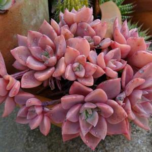 I took these two beauties from mom's garden. Need help with ID, I think they are Graptopetalum paraguayense. Next photos are where they came from, the difference of color is due to sunlight but they're the same plant.