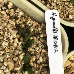 我新添加了一棵“H.gradlis IB12412”到我的“花园”
