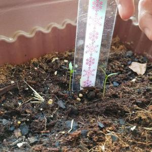 2cm sprouts
