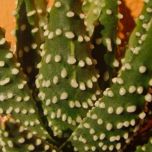 Name: Pearl Plant
Latin: Haworthia pumila
Origin: Africa
Plant height: 3 - 15 cm
Reproduction:  #Spores  
Difficulty level:  #Easy  
Tags:  #Africa   #Haworthiapumila  

