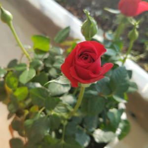 我新添加了一棵“迷你红玫瑰”到我的“花园”