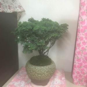 我新添加了一棵“日本姬檜木”到我的“花園”。