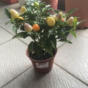 DUANG!我新添加了一棵“彩椒”到我的“花園”，這是它的第一篇成長志,還請花友們多多關照噢！