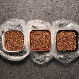 Day1 ：
陶粒打底
配土泥炭土+珍珠岩+椰糠
铺种子之上5mm
压硅藻土系袋进冰箱