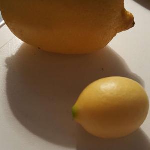 This little lemon fell off today 🍋