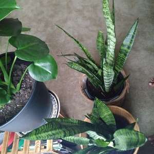 separated big & small plants. repot & soak 6/11