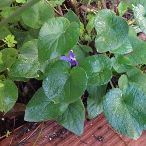 I Nuevo agregado un Violeta en mi jardín