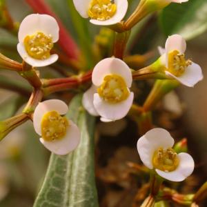 Name: Madagascar Jewel
Latin: Euphorbia leuconeura
Origin: Africa
Plant height: 60 - 90 cm
Reproduction:  #Seeds  
Difficulty level:  #Easy  
Tags:  #Africa   #Euphorbialeuconeura  

