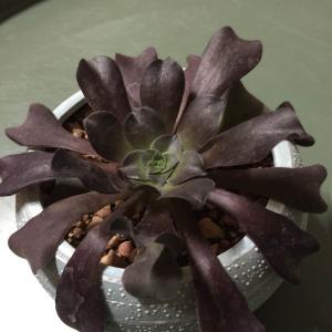 我新添加了一棵“紫羊絨1/15”到我的“花園”。