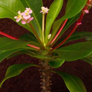 Name: Randramboay
Latin: Euphorbia lophogona
Origin: Africa
Plant height: 60 - 90 cm
Reproduction:  #Seeds  
Difficulty level:  #Easy  
Tags:  #Africa   #Euphorbialophogona  

