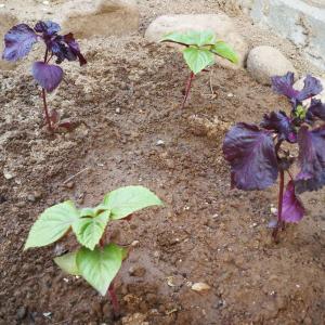 我新添加了一棵“紫苏”到我的“花园”