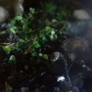 omg 😲 this little isopod is laying eggs!! I'm actually really excited 😀 baby pill bugs on de wayyyy