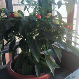 我新添加了一棵“七彩椒”到我的“花园”
