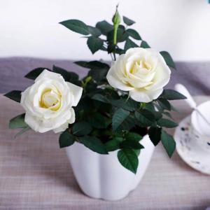 我新添加了一棵“白玫瑰”到我的“花园”