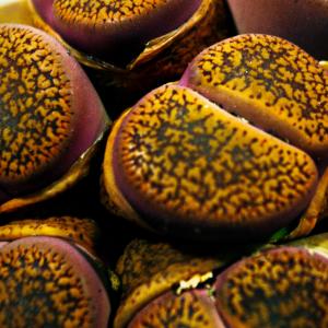 Name: Living stones
Latin: Lithops aucampiae
Origin: Africa
Plant height: 1 - 5 cm
Reproduction:  #Seeds  
Difficulty level:  #Medium  
Tags:  #Africa   #Lithopsaucampiae  

