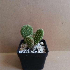 Cactus madre