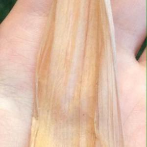 ficus elastica variegata