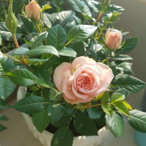 我新添加了一棵“迷你粉玫瑰”到我的“花园”