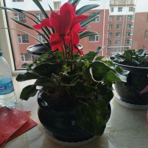 我新添加了一棵“红花”到我的“花园”