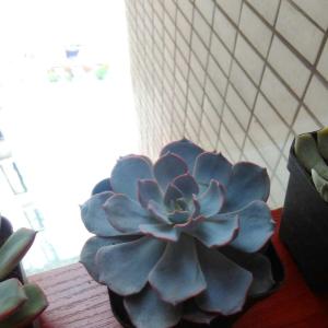 我新添加了一棵“蓝石莲”到我的“花园”
