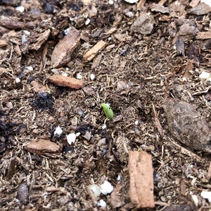 First sprout!