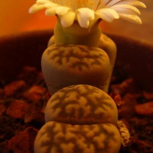 Name: Living stones
Latin: Lithops lesliei
Origin: Africa
Plant height: 1 - 5 cm
Reproduction:  #Seeds  
Difficulty level:  #Medium  
Tags:  #Africa   #Lithopslesliei  

